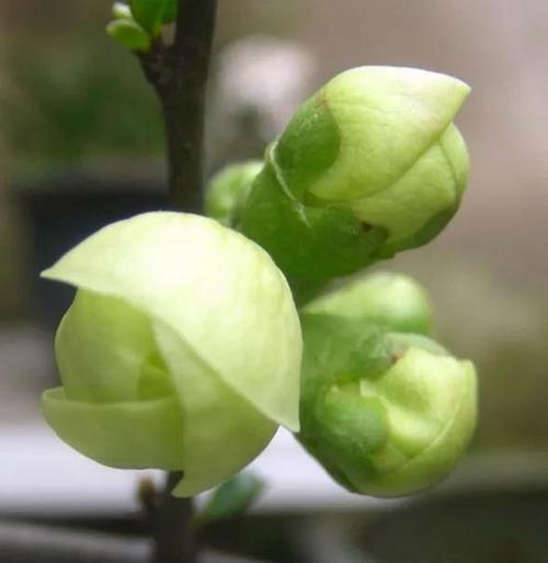 绿梅象征忠贞吗？绿梅的花语和文化意义是什么？