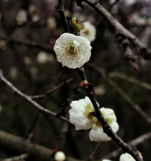 绿梅象征忠贞吗？绿梅的花语和文化意义是什么？