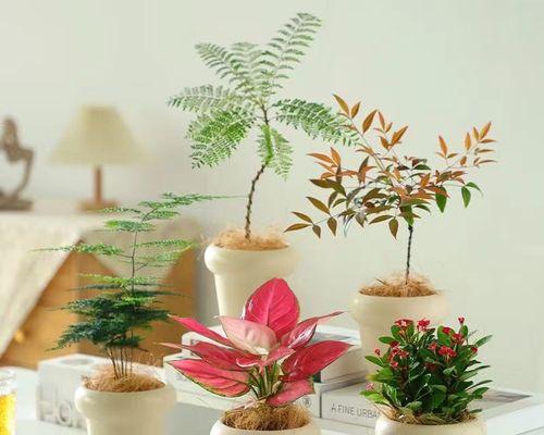 办公室适合摆放哪些寓意发财的花？