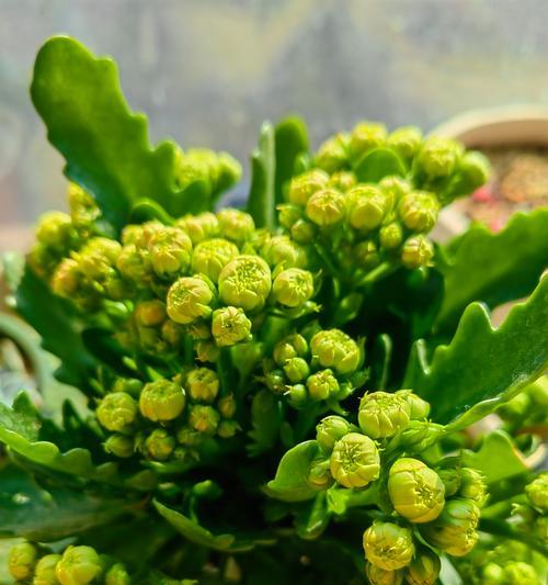 长寿花送人的寓意是什么？