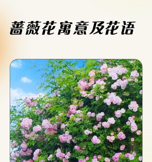 喜花的寓意是什么？如何用喜花来传递祝福？