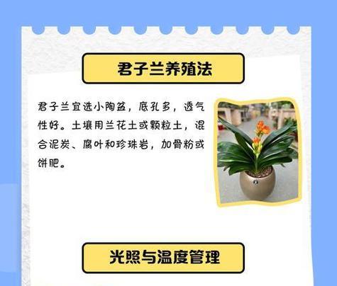 君子兰的花语含义是什么？它在花语中代表什么？