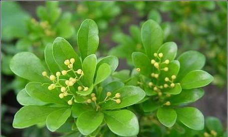 米兰花的花语及其代表的意义是什么？