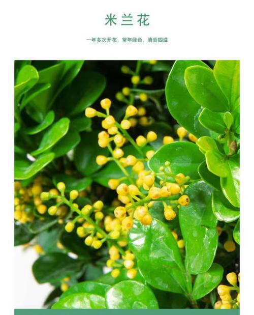 米兰花的花语及其代表的意义是什么？