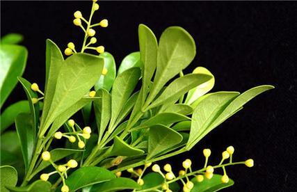 米兰花的花语及其代表的意义是什么？