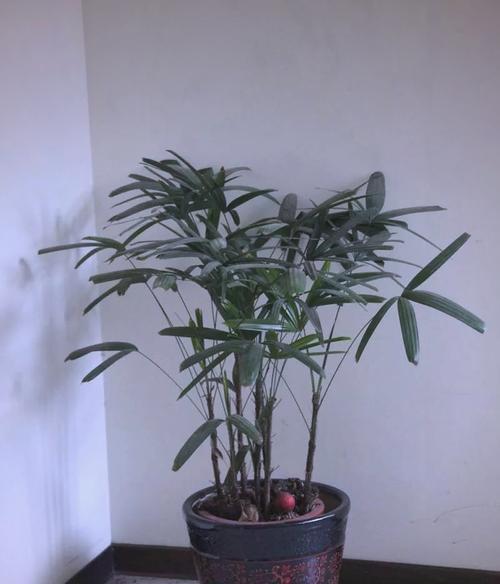 净化空气寓意好的花有哪些？哪些植物能改善室内空气质量？
