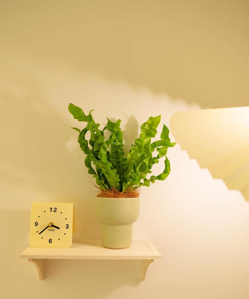净化空气寓意好的花有哪些？哪些植物能改善室内空气质量？