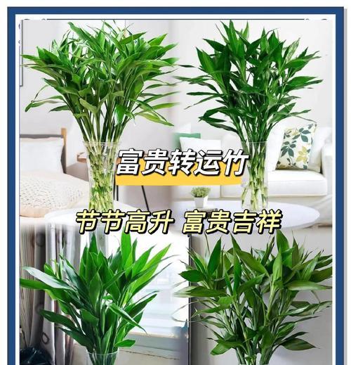 净化空气寓意好的花有哪些？哪些植物能改善室内空气质量？