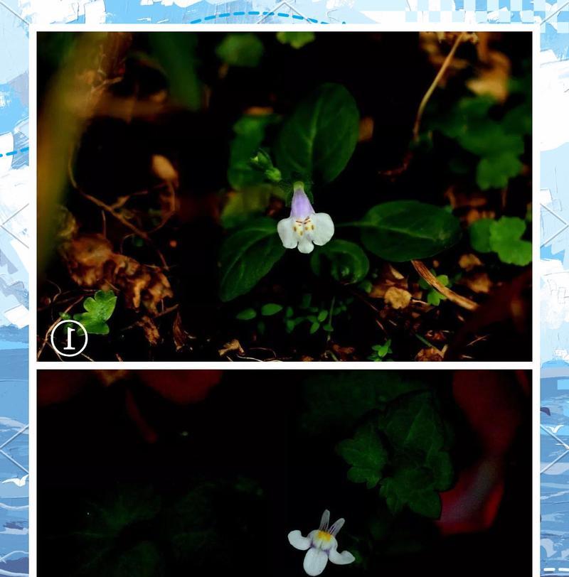 兔子花寓意和禁忌是什么？兔子花的花语有哪些？