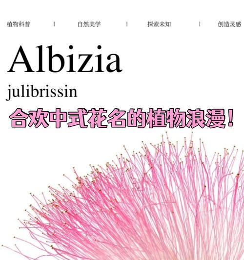 象征回来的花朵及其花名是什么？