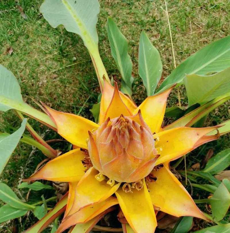 象征回来的花朵及其花名是什么？