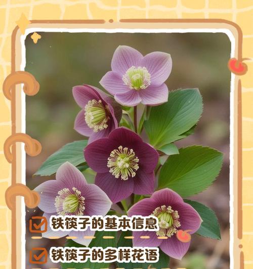 冰海蓝花代表什么含义？冰海蓝花的象征意义是什么？