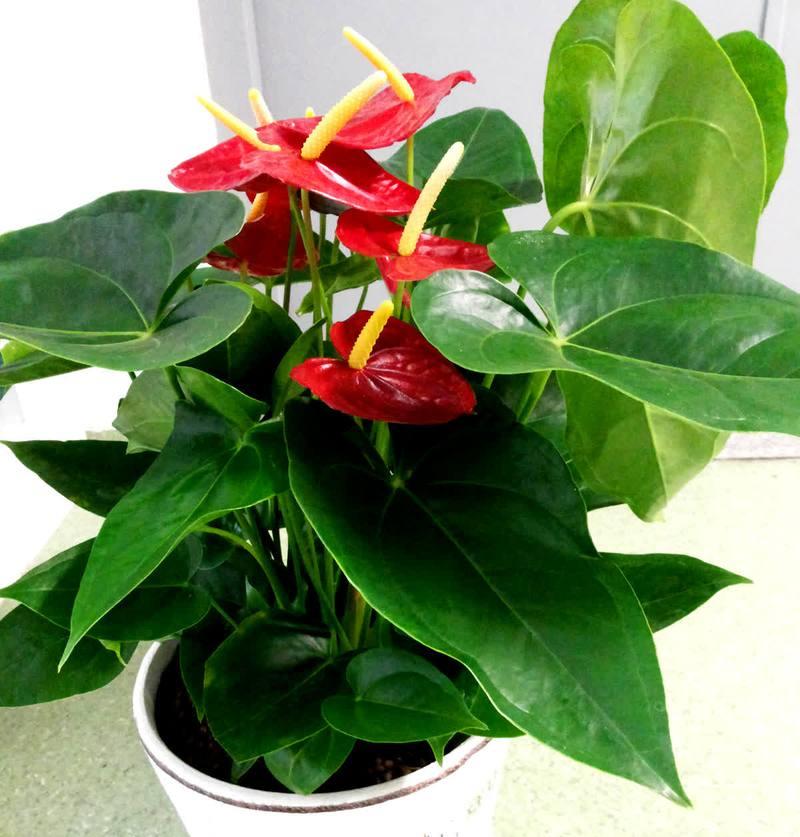 各种花草的寓意是什么？如何选择寓意吉祥的植物？