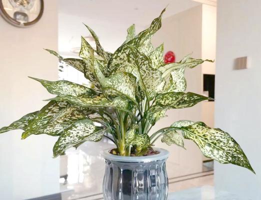 各种花草的寓意是什么？如何选择寓意吉祥的植物？