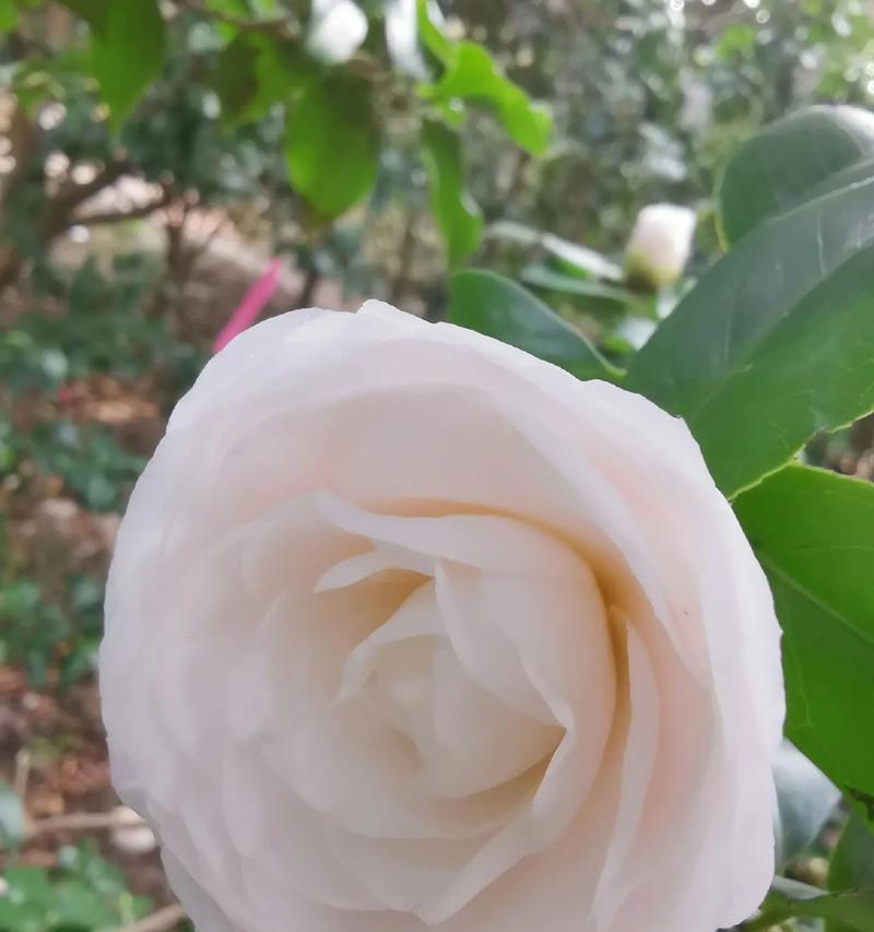 杉树花象征着什么？