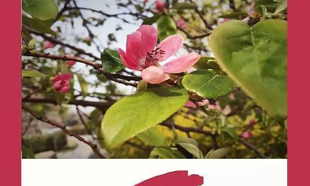 花牌的含义通常是什么？它们在不同场合代表了什么？