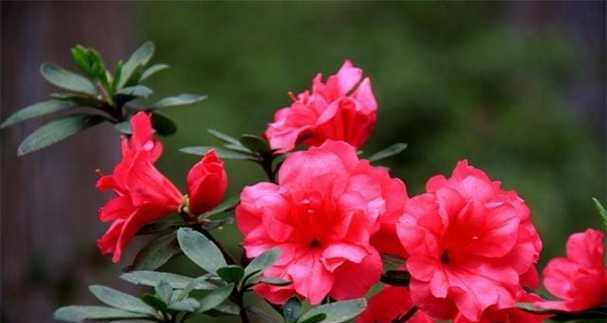 毒辣象征的花有哪些？代表危险毒性的花卉是什么？