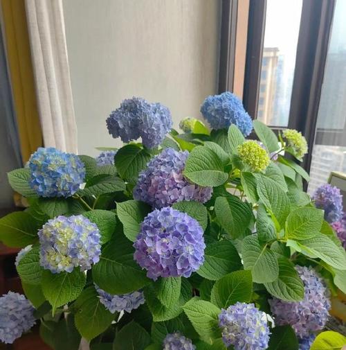 毒辣象征的花有哪些？代表危险毒性的花卉是什么？