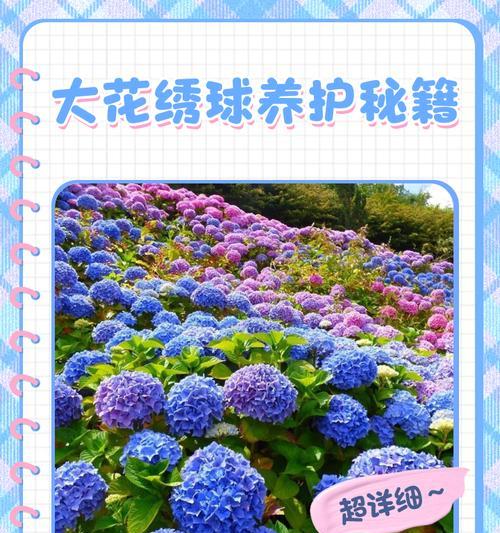 毒辣象征的花有哪些？代表危险毒性的花卉是什么？