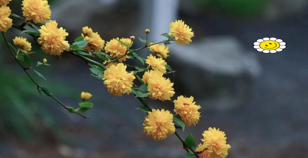 亲情的花有哪些？哪些花卉常用来表达亲情？