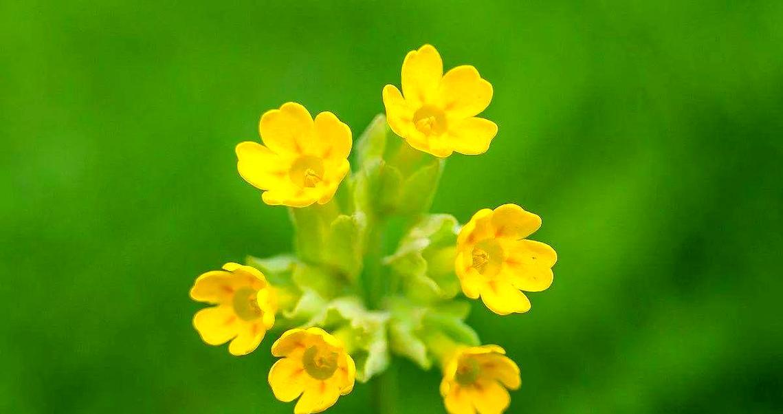 亲情的花有哪些？哪些花卉常用来表达亲情？