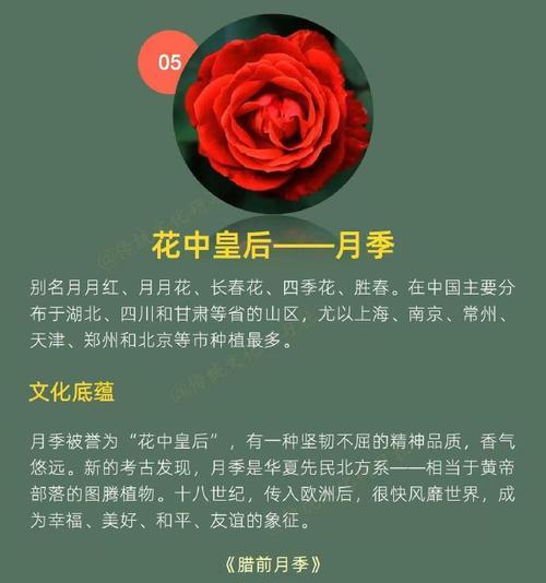 老婆花的含义是什么？