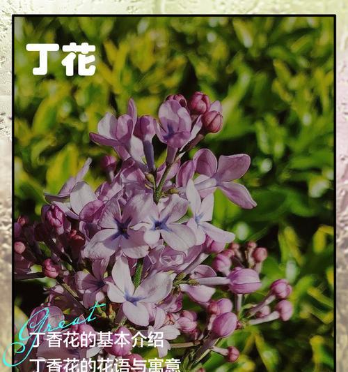 丁香花花语含义与象征意义