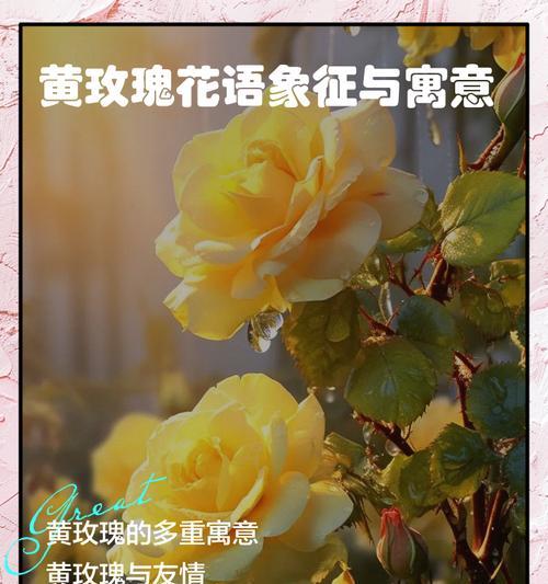 花语表达心情的句子是什么？如何用花语表达情感？