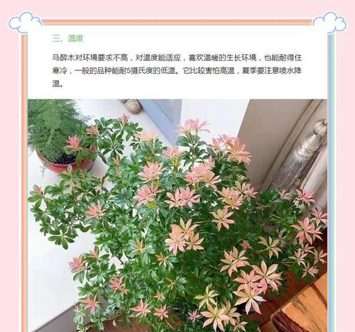 马醉木花语及象征意义是什么？