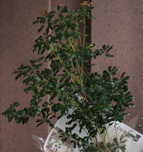 马醉木花语及象征意义是什么？