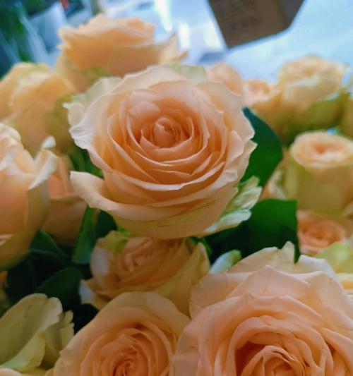 11朵玫瑰花代表什么？11朵玫瑰的花语是什么？