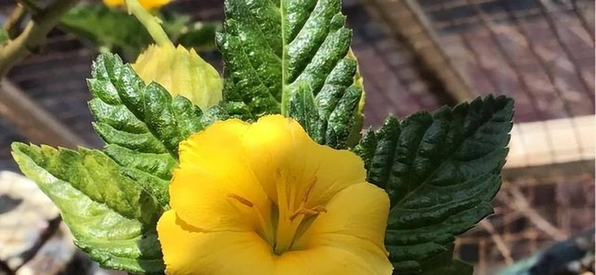 时钟花作为礼物有何含义？时钟花的含义是什么？