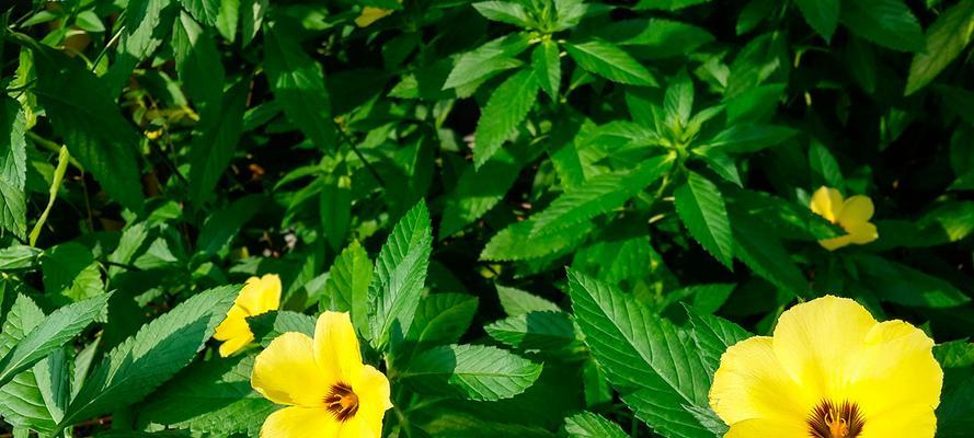 时钟花作为礼物有何含义？时钟花的含义是什么？
