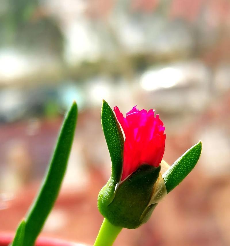 哪些花象征着痊愈？生病痊愈的花卉有哪些？