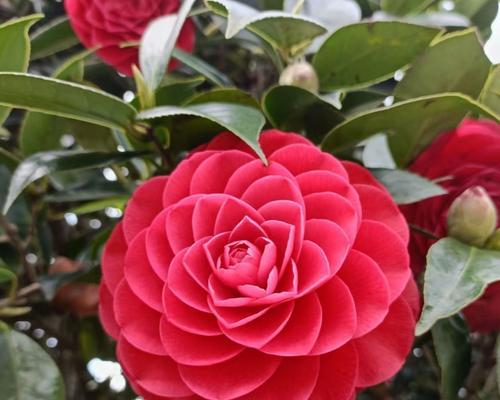 关于棣花的花语和寓意是什么？如何选择寓意好的棣花？