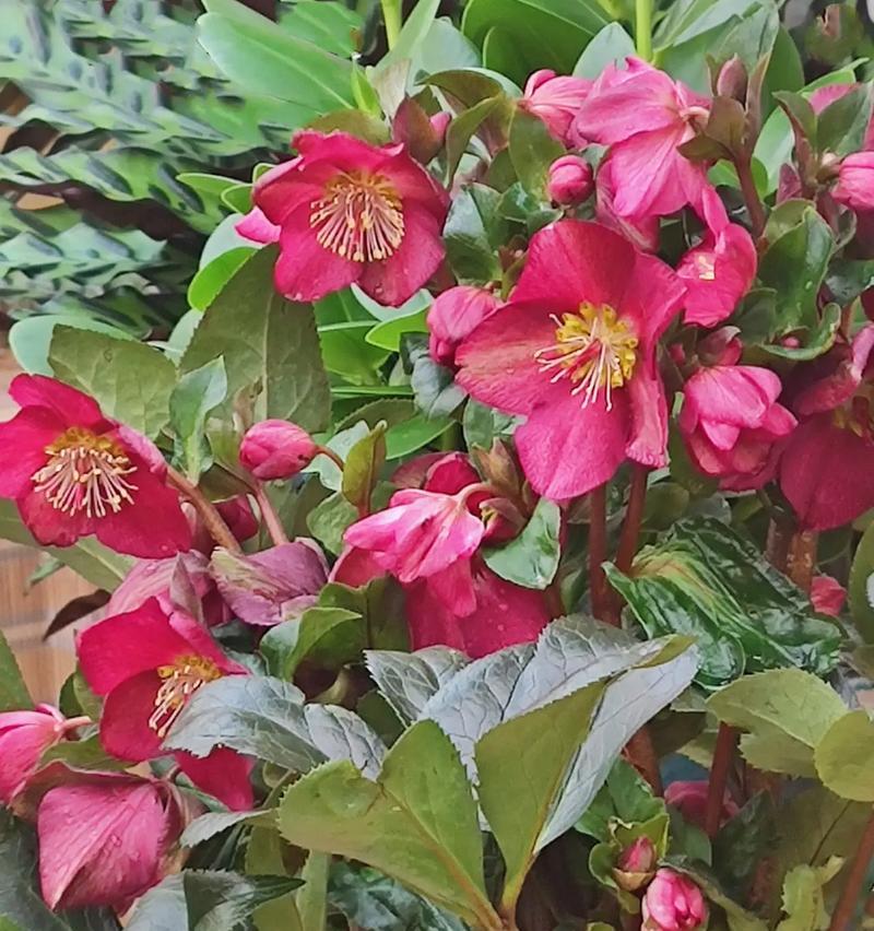 代表象征意义的花有哪些？它们象征着什么？