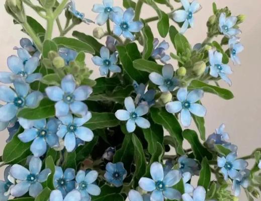 哪些花象征着星辰大海？它们的寓意是什么？