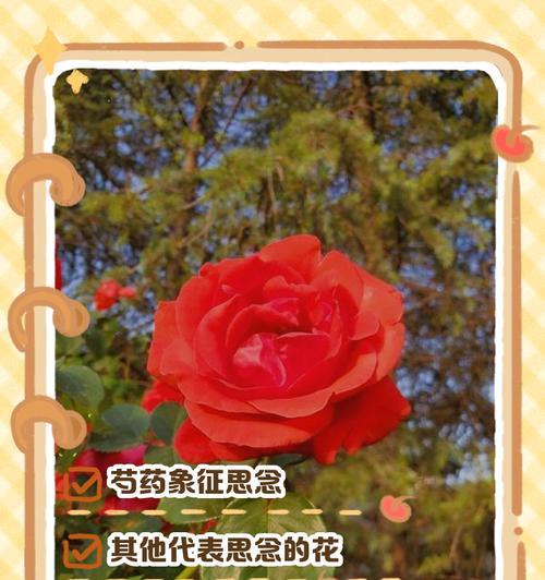 手工编织的花有何特别寓意？它们通常象征着什么？