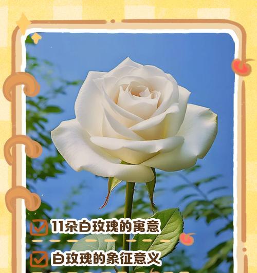 11支玫瑰的花语是什么？11支玫瑰的特别含义有哪些？