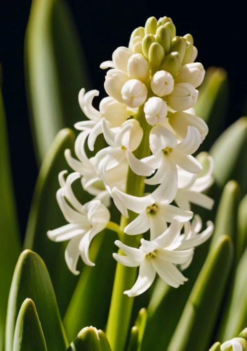 风信子花的寓意是什么？风信子花语有哪些含义？