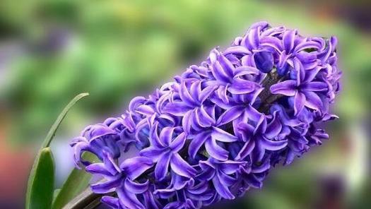 风信子花的寓意是什么？风信子花语有哪些含义？