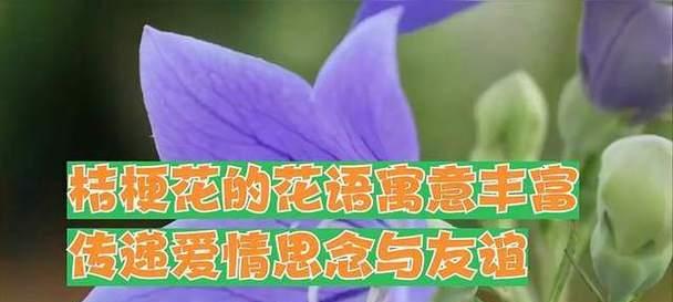 友情的花语有哪些？用花表达友情的正确方式是什么？