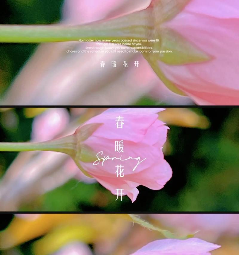 樱花的花语含义是什么？它象征着什么？