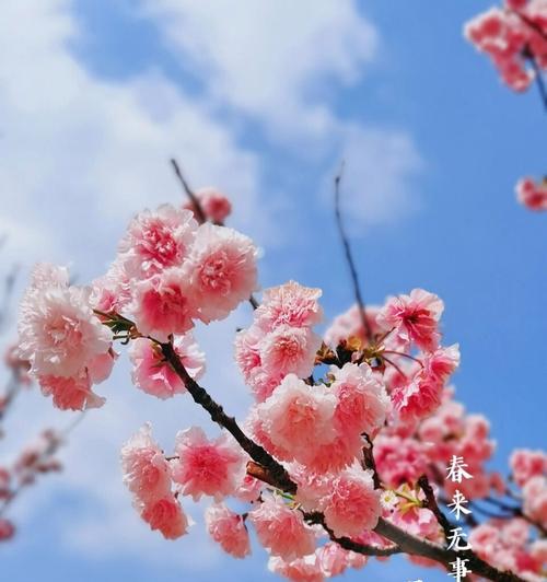樱花的花语含义是什么？它象征着什么？