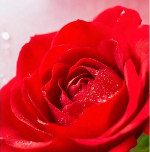 红玫瑰花语是什么？热情与浪漫的代名词！