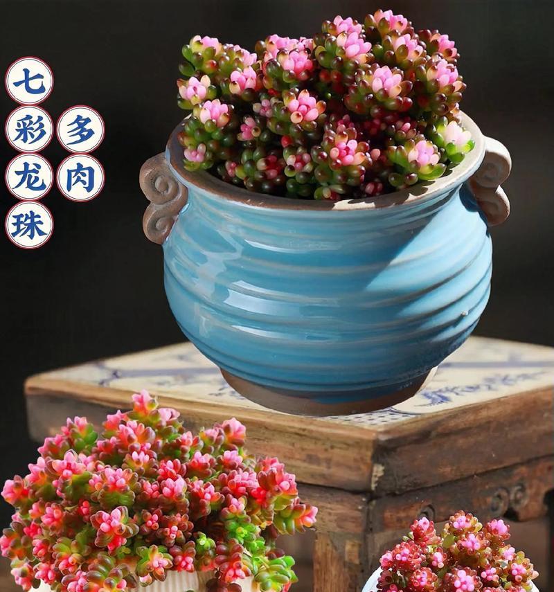 七龙珠花象征着什么？七龙珠花的寓意有哪些？