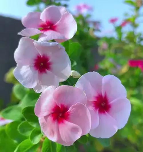 哪些花寓意宁静美好的心情？如何通过花卉营造宁静氛围？
