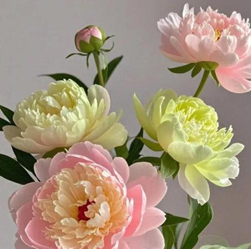 芍药花象征着什么？芍药花的寓意是什么？