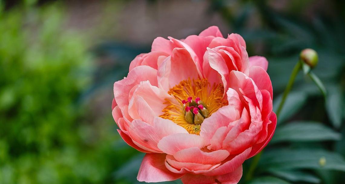 芍药花象征着什么？芍药花的寓意是什么？
