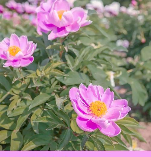 芍药花象征着什么？芍药花的寓意是什么？